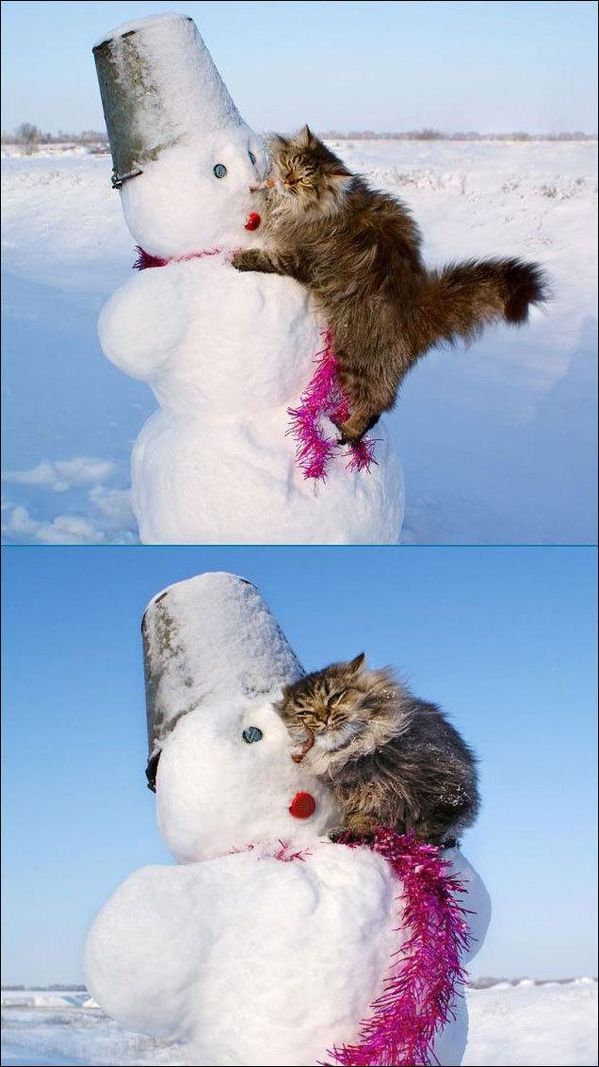 Topic des chats - Page 17 Chat-et-bonhomme-de-neige